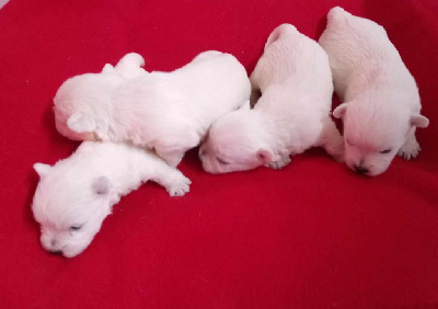CHIOT 2