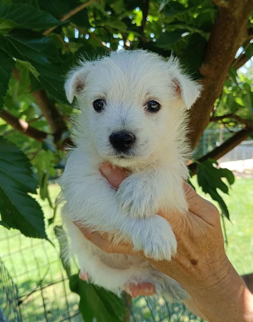 Des coeurs d'alène - Chiots disponibles - West Highland White Terrier