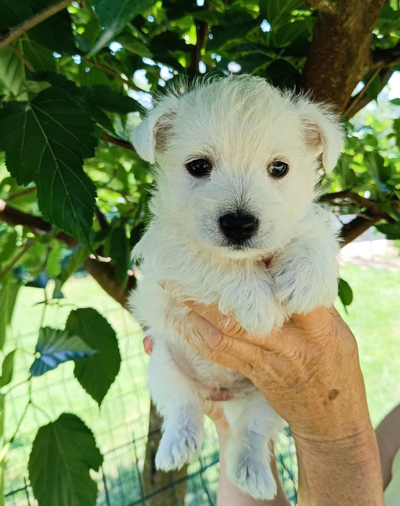 Des coeurs d'alène - Chiots disponibles - West Highland White Terrier