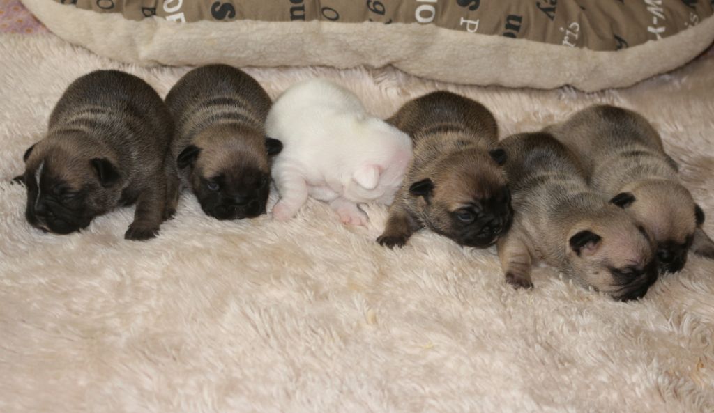 Chiot Bouledogue français Des coeurs d'alène