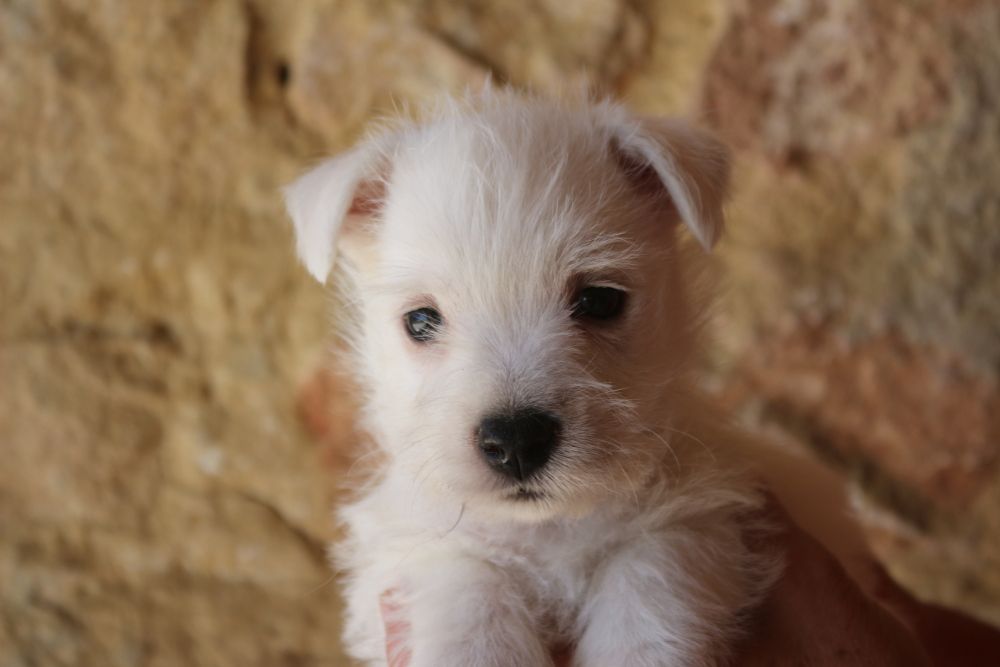 CHIOT 2