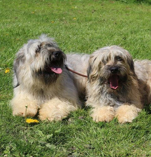 Des coeurs d'alène - Berger de la Serra de Aires - Portée née le 10/01/2019